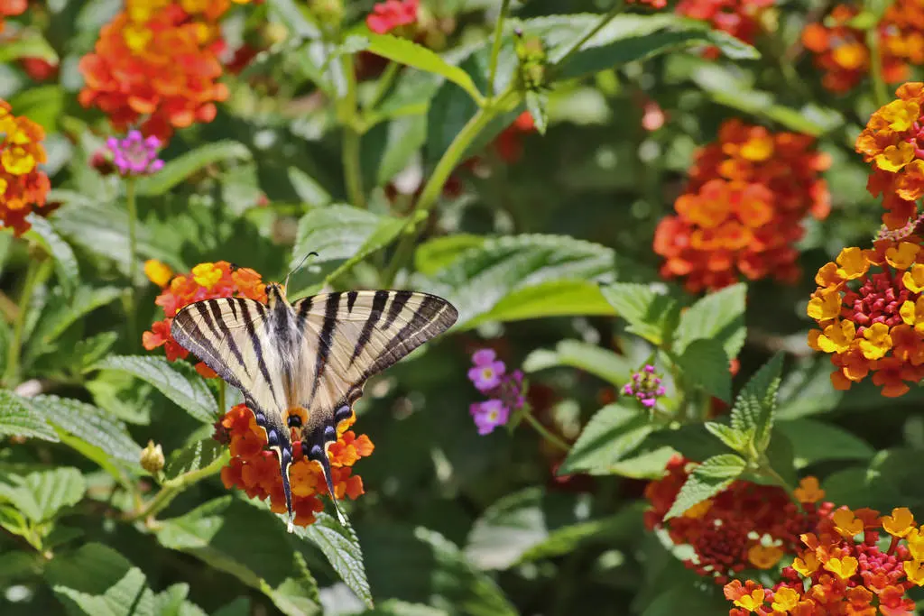 Botanical Park- Gardens Of Crete: Butterflies on Fruit Blossoms