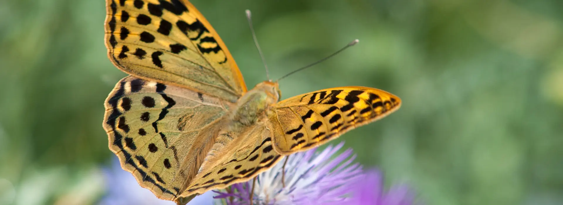 Botanical Park- Gardens Of Crete: Butterflies