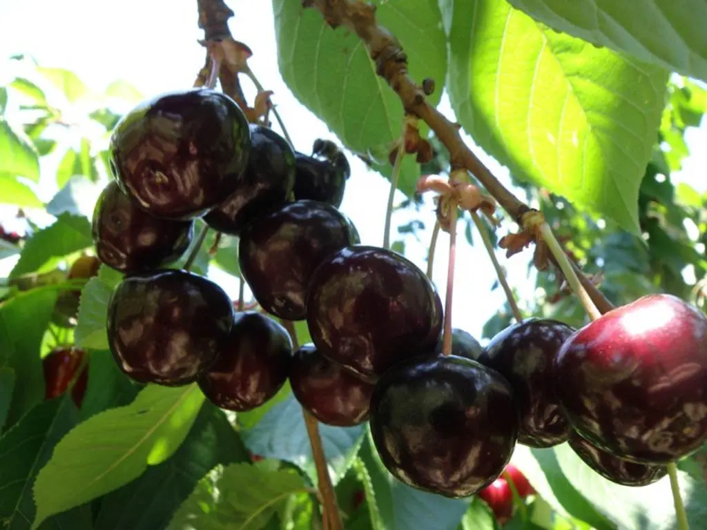 Cherry Tree Fruits- Botanical Park and Gardens of Crete