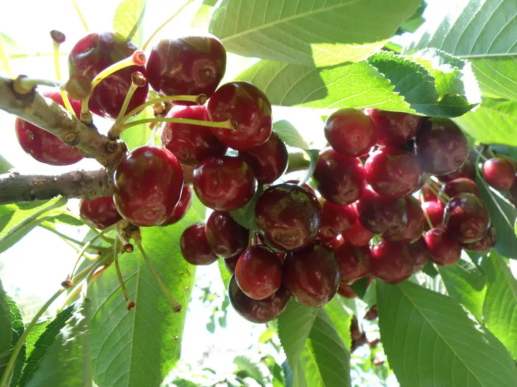 Cherry Tree Fruits- Botanical Park and Gardens of Crete