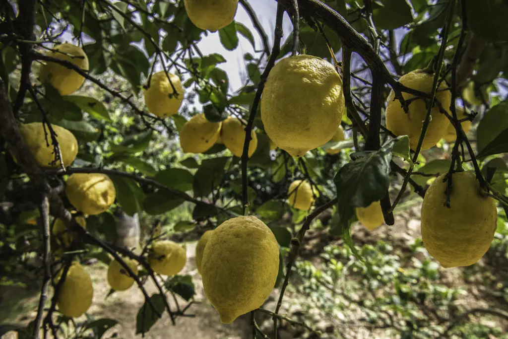Botanical Park- Gardens of Crete: Lemon Tree