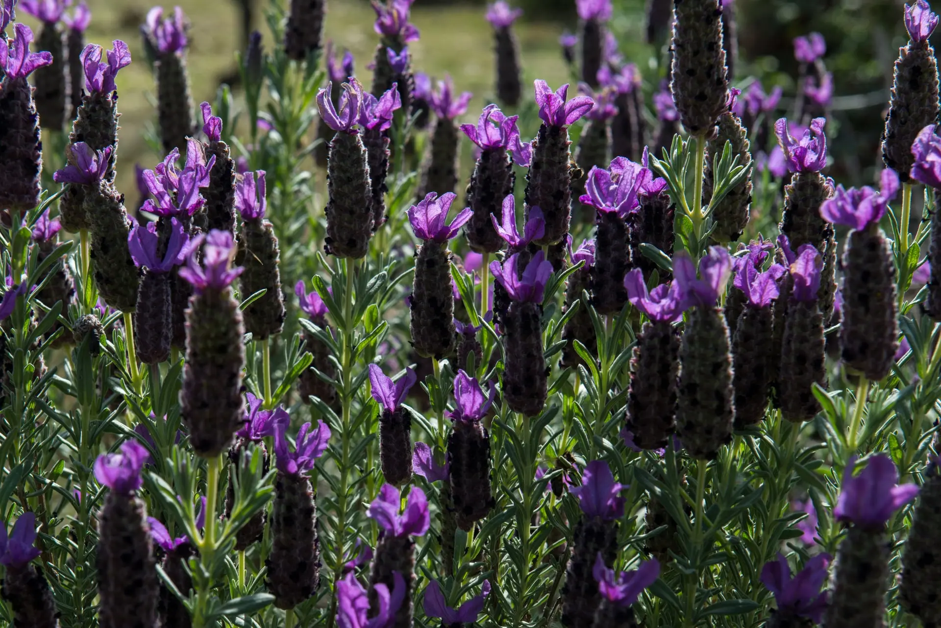 Botanical Park-Gardens of Crete- Aromatic Herbs