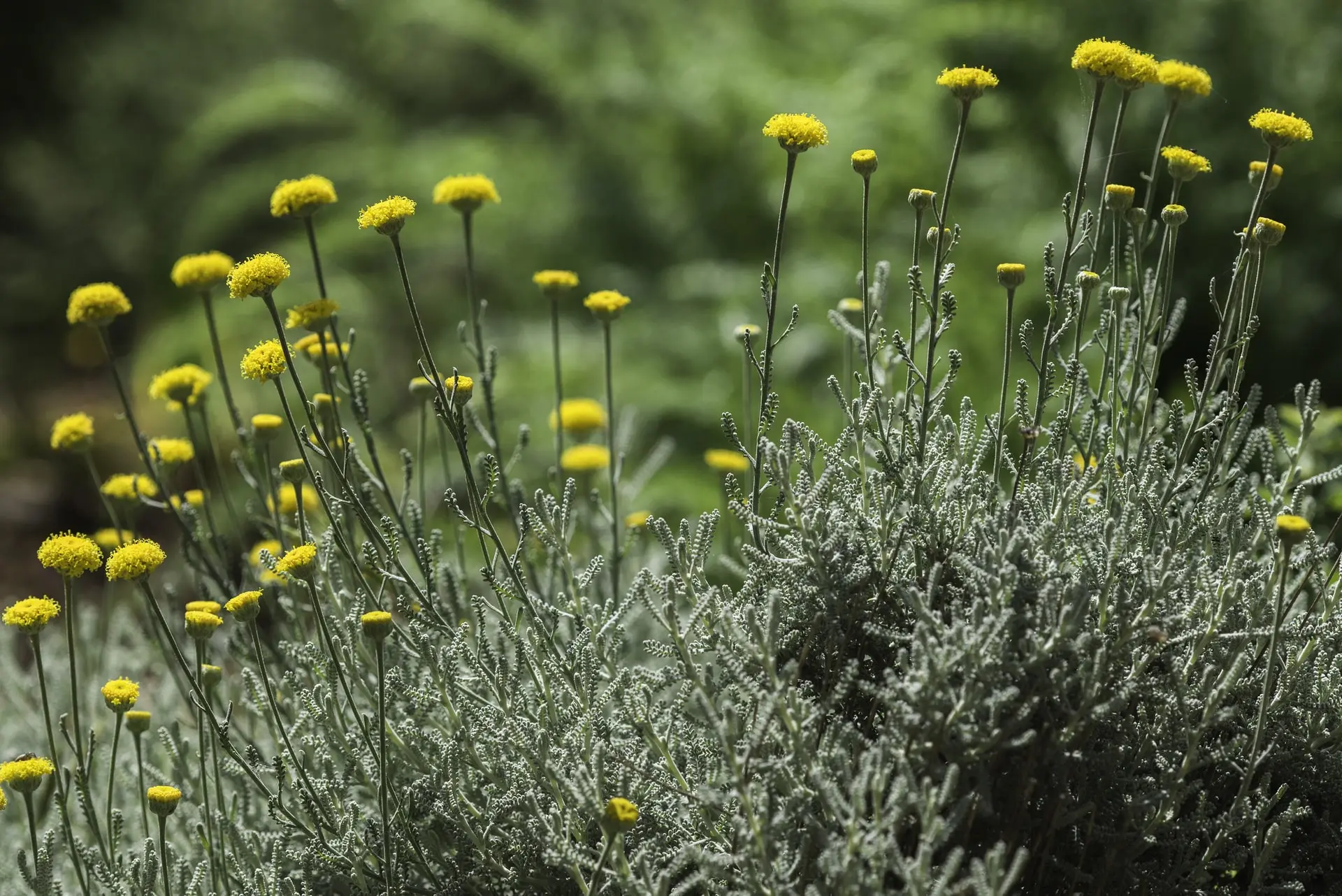 Botanical Park-Gardens of Crete- Aromatic Herbs