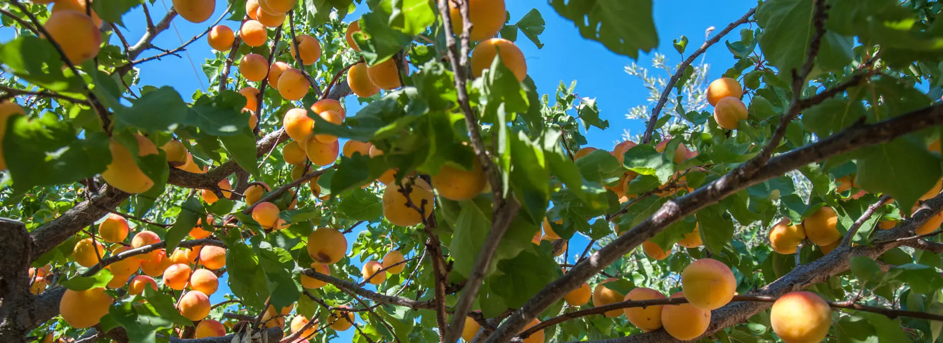 Botanical Park- Gardens of Crete: Mediterranean Fruit Trees: Orange Trees