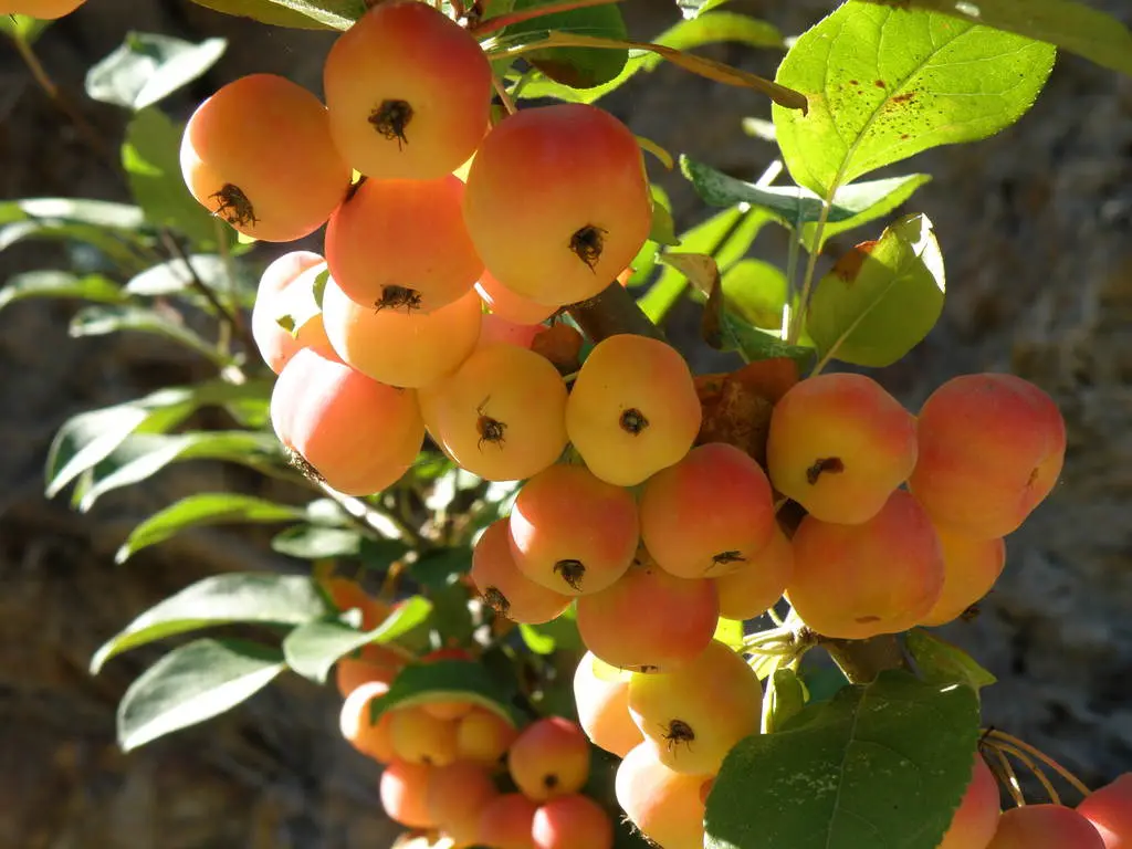 Botanical Park- Gardens of Crete: Mediterranean Fruit Trees