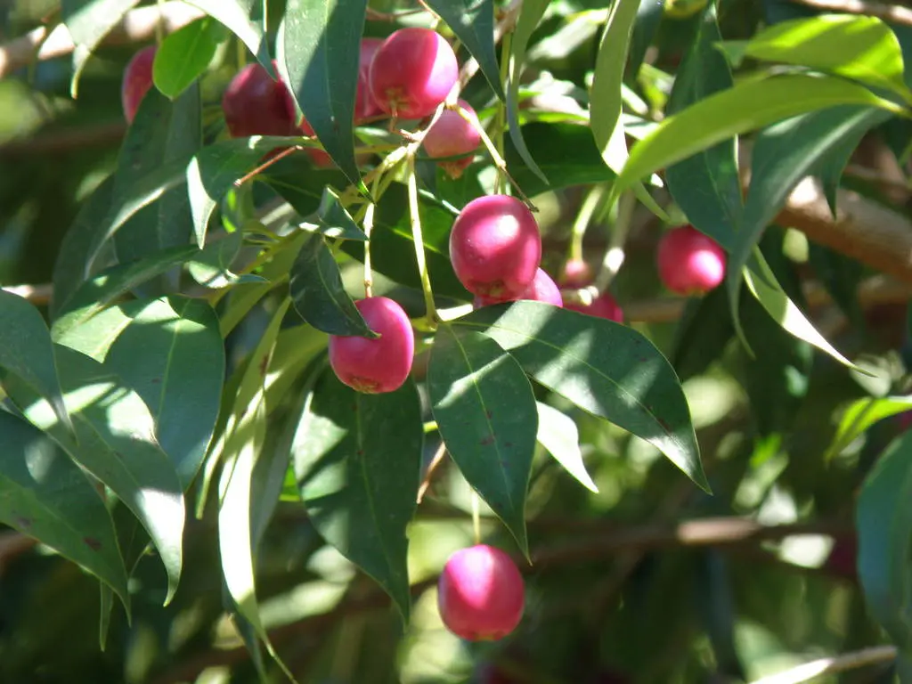 Botanical Park- Gardens of Crete: Mediterranean Fruit Trees-Cherries